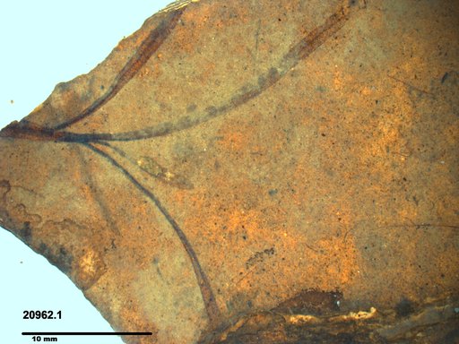 Tracheophyta