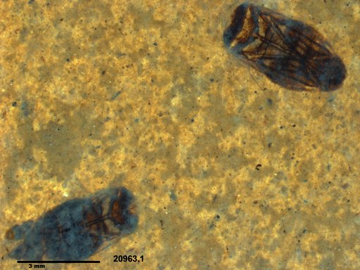 Corixidae