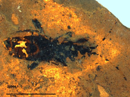 Genus sp