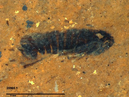 Genus sp