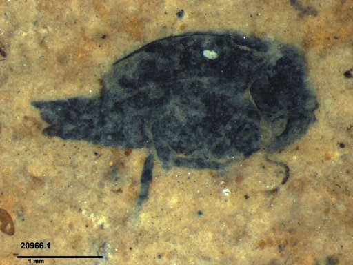 Mordellidae