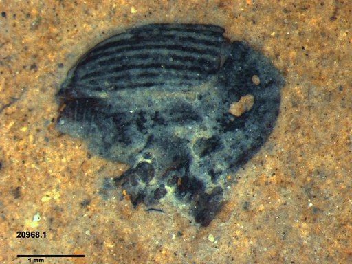 Genus sp