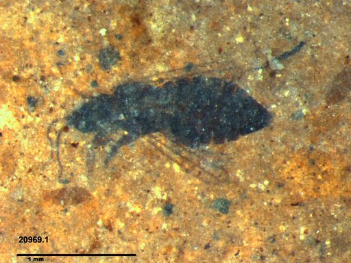 Genus sp