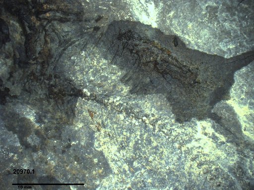 Genus sp