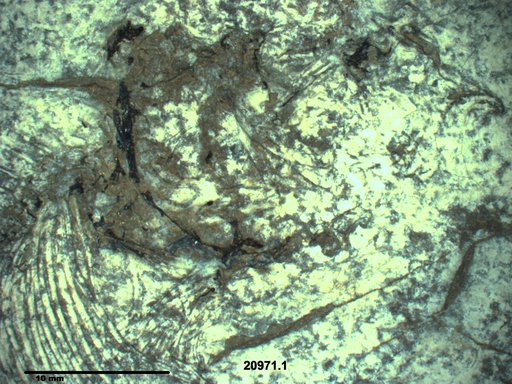Genus sp