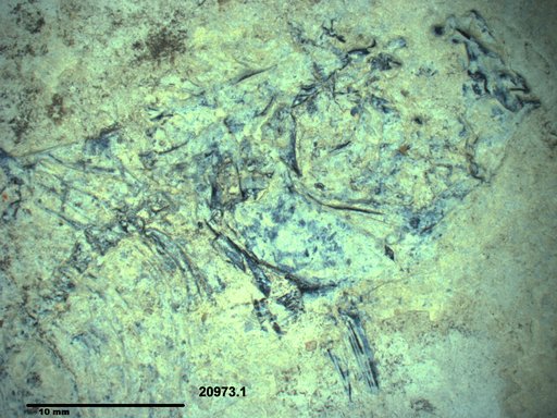 Genus sp