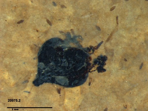 Tracheophyta