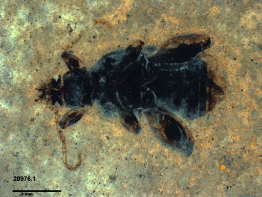 Chrysomelidae