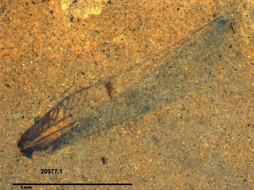 Genus sp