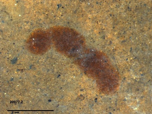 Genus sp