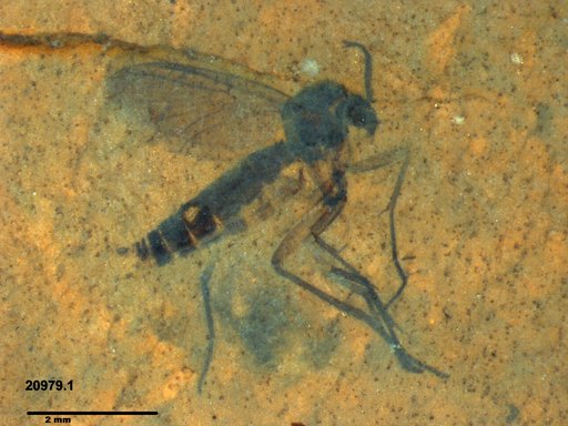 Mycetophilidae
