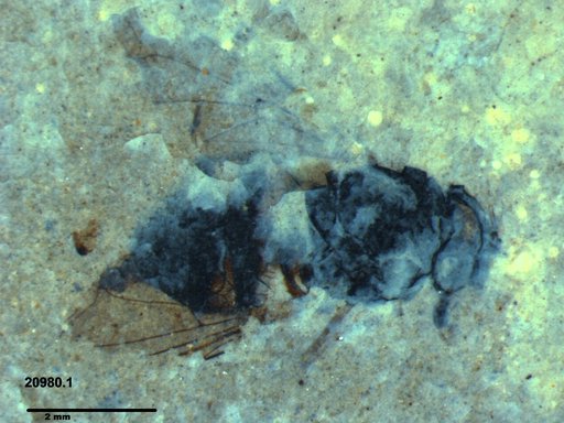 Diptera