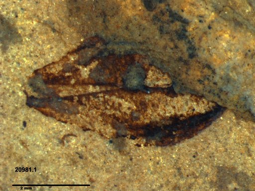 Tracheophyta