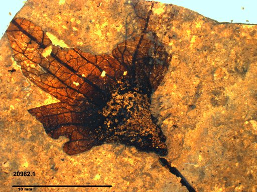 Tracheophyta