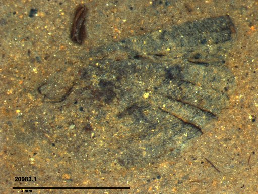 Genus sp