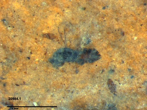 Genus sp