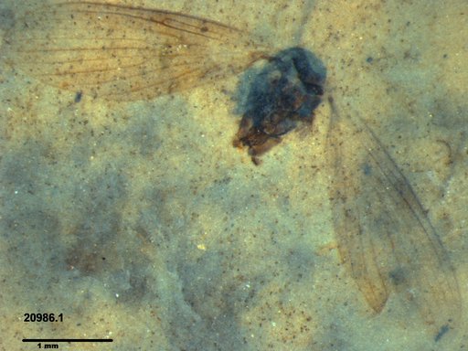 Psychodidae