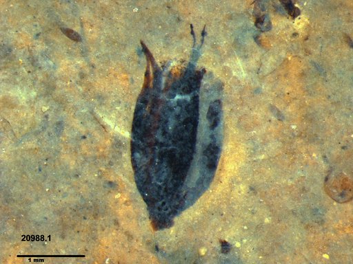 Tracheophyta
