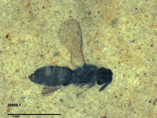 Genus sp