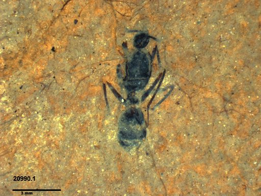 Formicidae