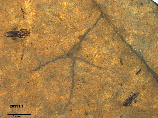 Notonectidae