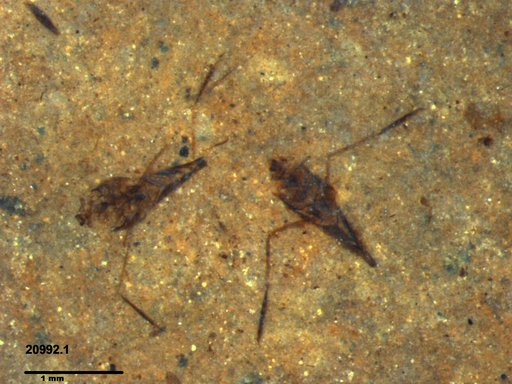 Notonectidae