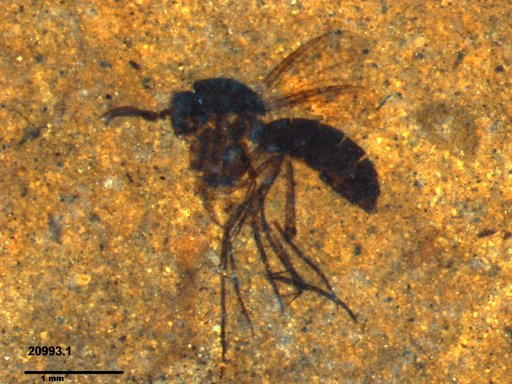 Mycetophilidae