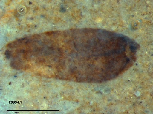 Tracheophyta