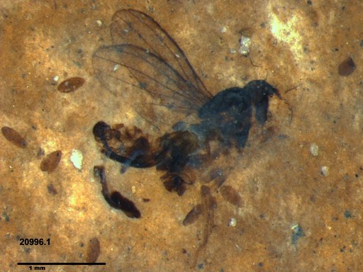 Diptera