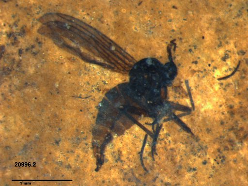 Sciaridae