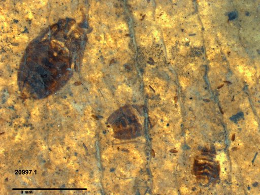 Corixidae