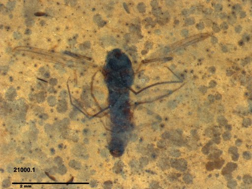 Diptera