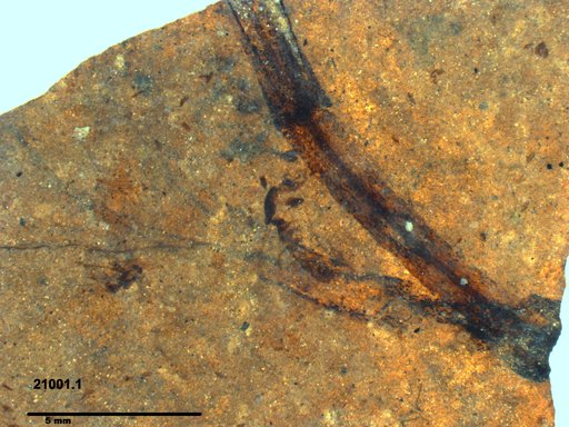 Tracheophyta