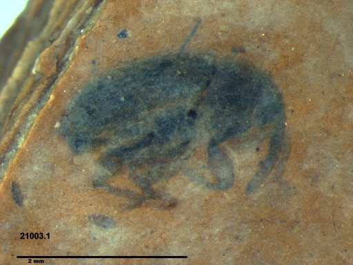 Genus sp