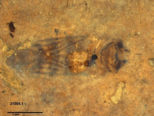 Corixidae
