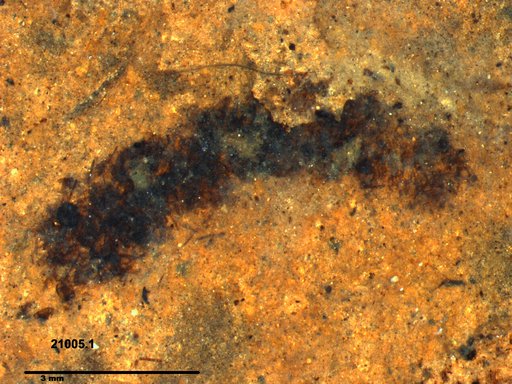 Genus sp