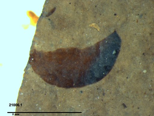 Tracheophyta