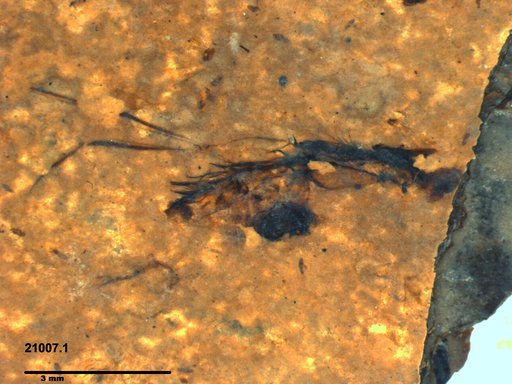 Notonectidae