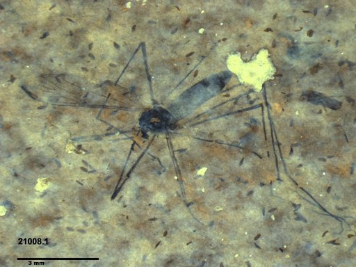 Diptera