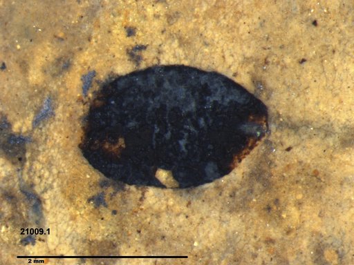 Tracheophyta