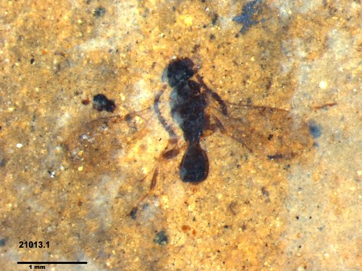 Diapriidae