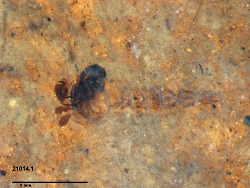 Diptera