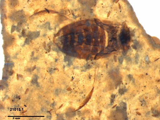 Corixidae