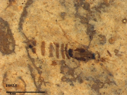 Chaoboridae