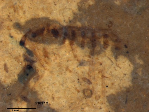 Chaoboridae