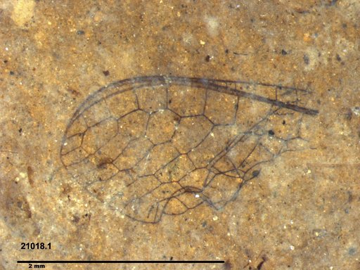 Insecta