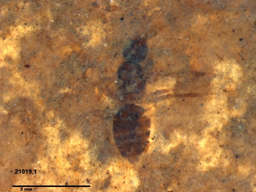 Formicidae
