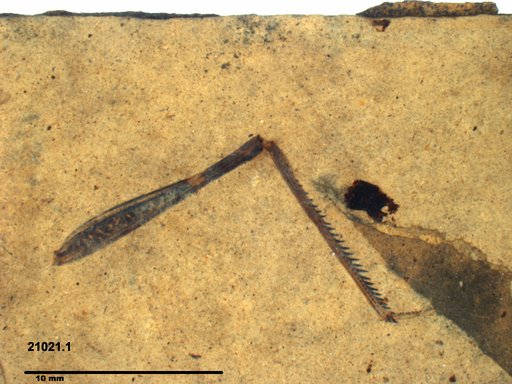 Genus sp