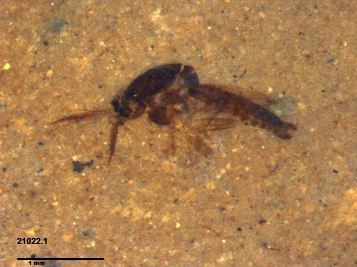 Diptera