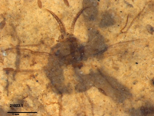Chaoboridae